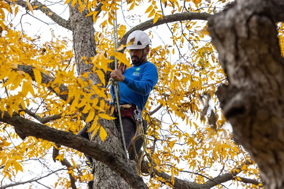 Skilled Tree Pruning crew working in Little York